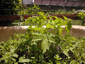 Plantas de tomate en semillero