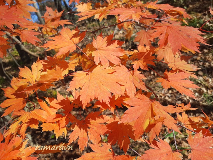 Клён ложнозибольдов (Acer pseudosieboldianum)