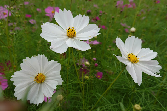 鳥取県西伯郡南部町鶴田　とっとり花回廊　秘密の花園