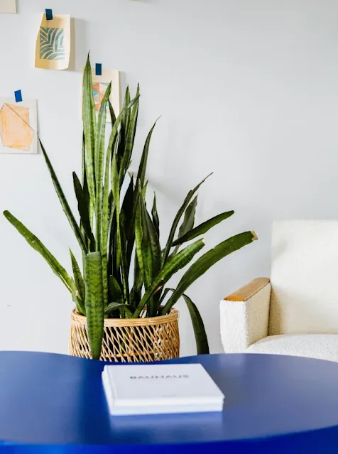 Sansevieria, the indestructible green plant that tolerates the dry air of our interiors