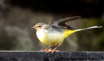 Grey Wagtail