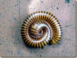 gusano