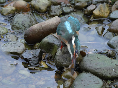 黒目川カワセミ ザリガニのたたき調理中