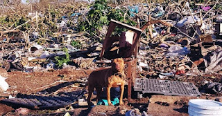 Perro abandonado