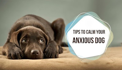 4 Tips to Calm Your Anxious Dog | DiscountPetCare