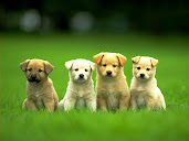 #2 Puppy Wallpaper