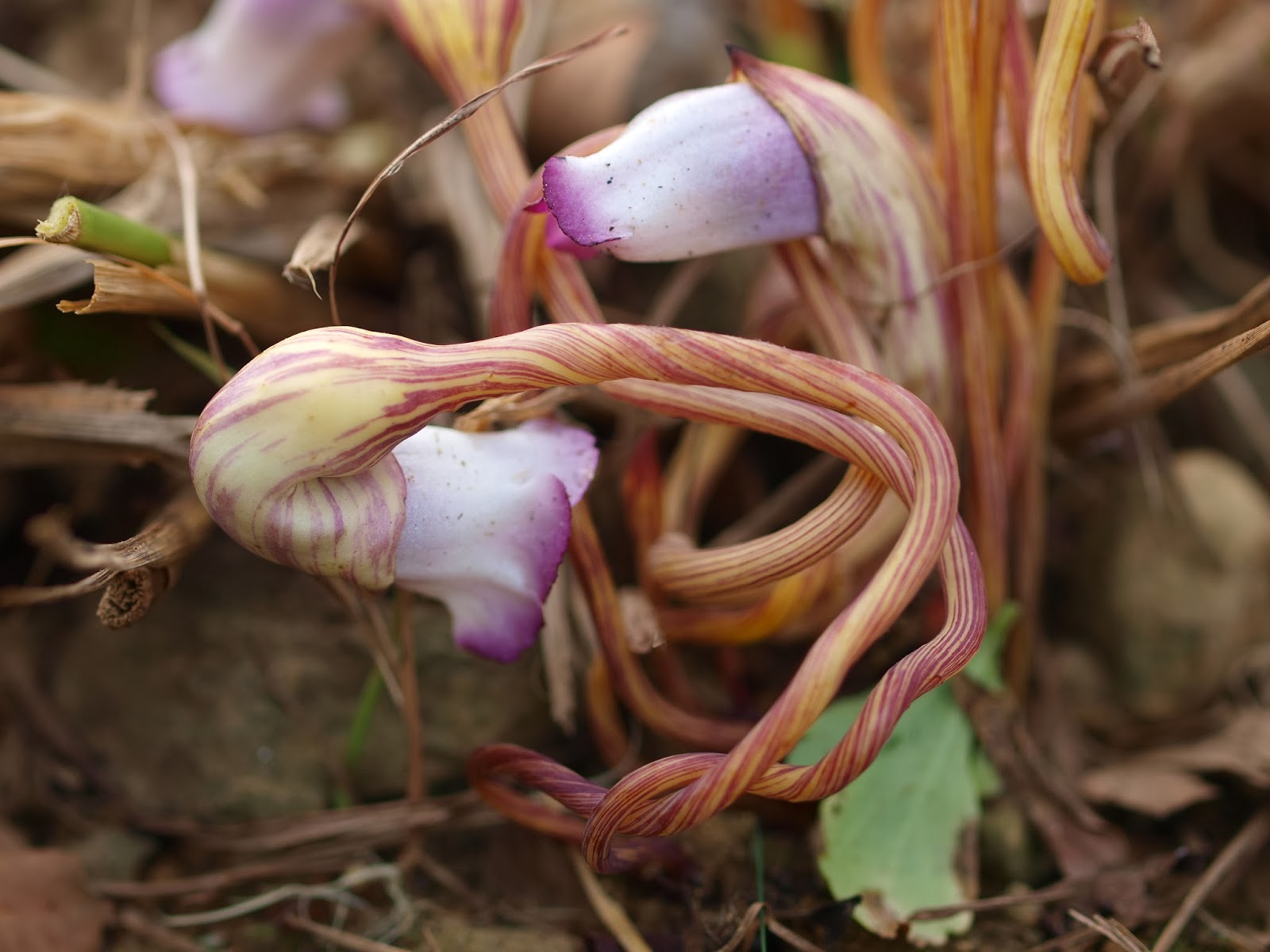 天秤蟹子 寄生植物 野菰