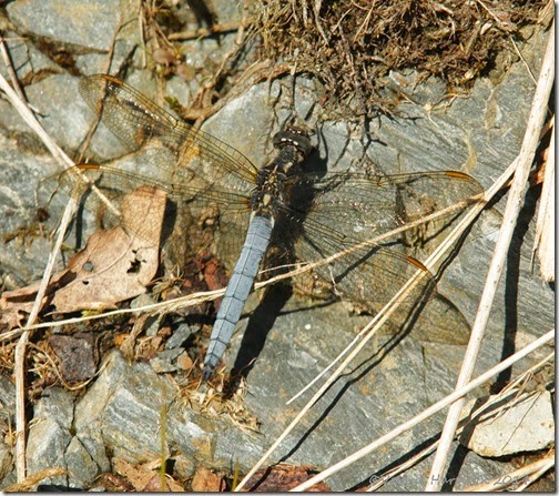 Keeled-Skimmer-1