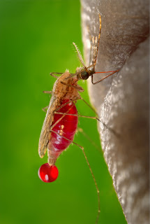 Pharmacotherapy of malaria