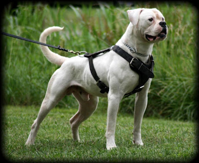 American Bulldog