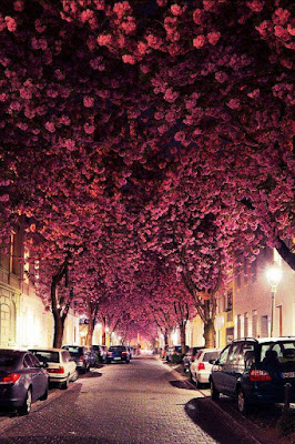 Calle con flores de cerezo