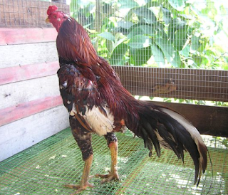 Ayam Bangkok Aduan Yang Istimewa