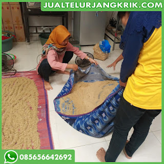 jual jangkrik aduan tangerang