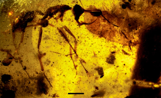 Científicos encuentran una ‘hormiga del infierno’ (FOTOS) 