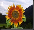 Sunflowers by Here I Am/Carrie