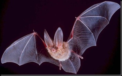 Bat