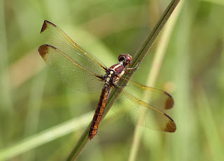 Dragonfly in the creek bed