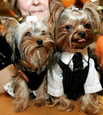 mini yorkshire terrier dogs