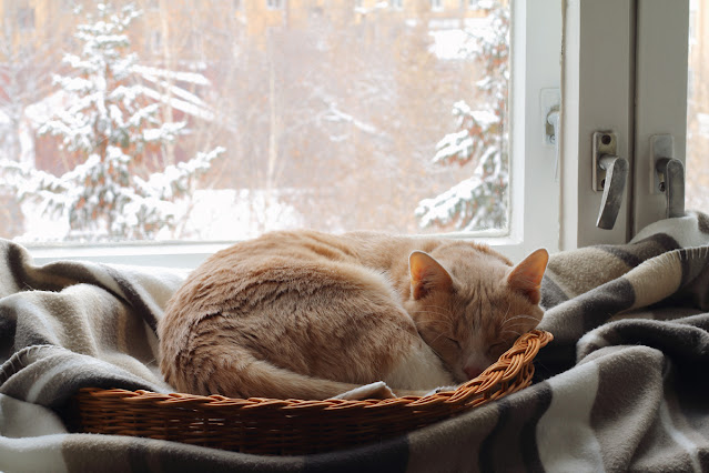A ginger cat snuggles on a blanket by a window with snow-covered trees outside