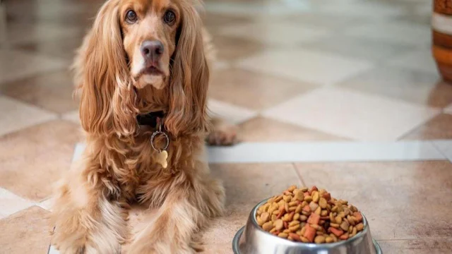 How To Cure Your Dog's Anxiety About Food