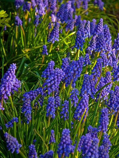 DSCF5229_hs10_muscari[1]