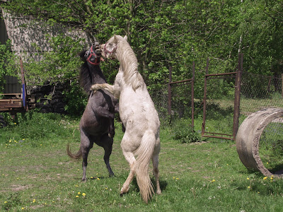 konie, kucyki, konie na wybiegu, zabawy kucyków, pensjonat dla koni w Węgrzcach koło Krakowa