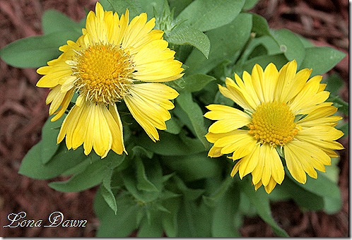 Coreopsis_MesaYellow_July17