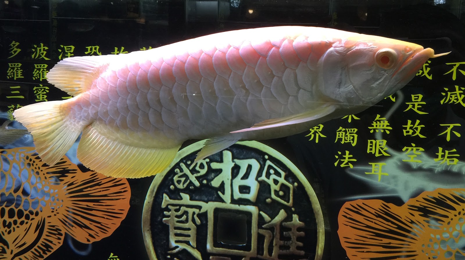 金魚快訊部落格goldfish Messages Blog 白子過背金龍 Malayan Bonytongue Albino