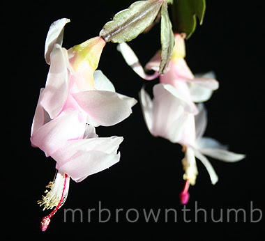 Thanksgiving Cactus Pink Flower