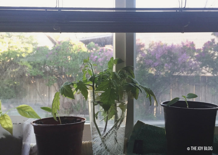 Tomato and Pepper Seedlings // Garden Updates: Mid-Spring 2018 // www.thejoyblog.net