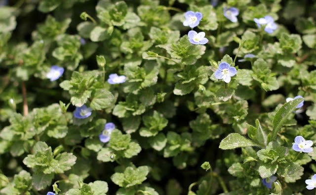 Veronica Persica Flowers Pictures