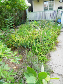 Toronto The Pocket front garden cleanup before Paul Jung Gardening Services