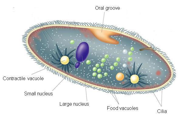 EKOGEO PROTOZOA ORGANISME EUKARIOTIK  BERSEL SATU