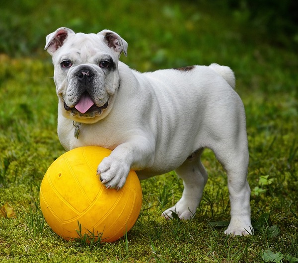 exercise and weight management in dogs, dog weight management, dog exercise
