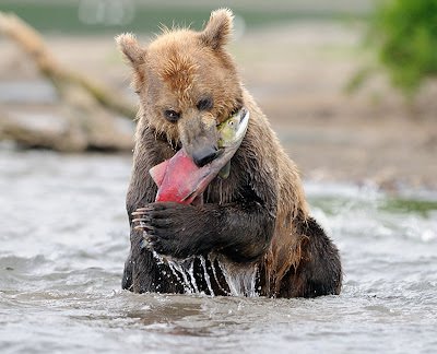 Salmones Kurile Lake Salmon