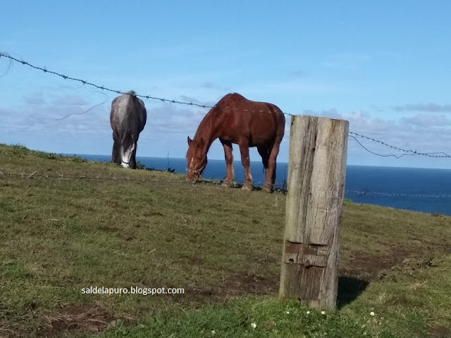 gijon-caballos-cervigon