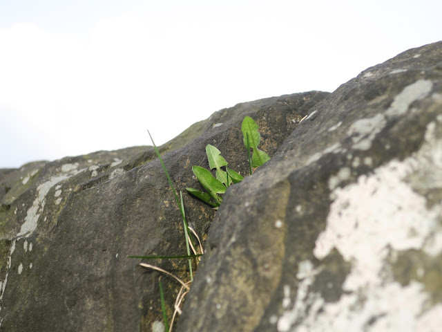 Dandelion growing in the gap between stones on a stone wall.