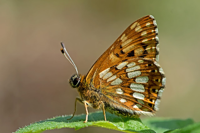 Hamearis lucina the Duke of Burgundy butterfly