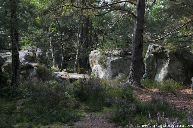 Bois Rond, Trois Pigons, (C) 2014 Greg Clouzeau