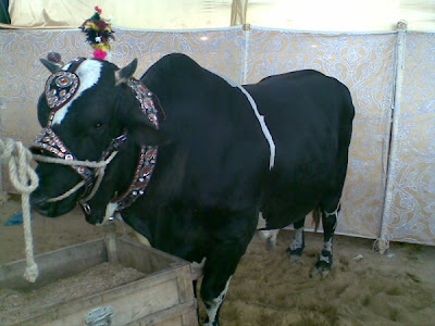 Cows in the market for this Eid-ul-Azha