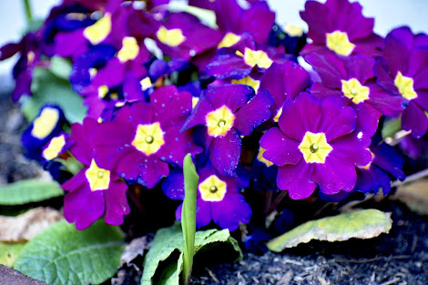 vibrant purple and yellow flowers
