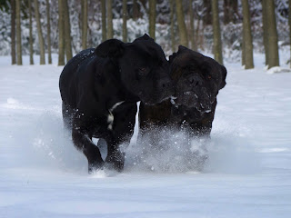 Cane Corso Wallpapers