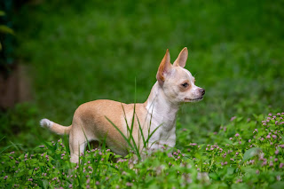 Cream and white short haired Chihuahua dog stood in green grass