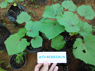 cara menanam okra di polybag