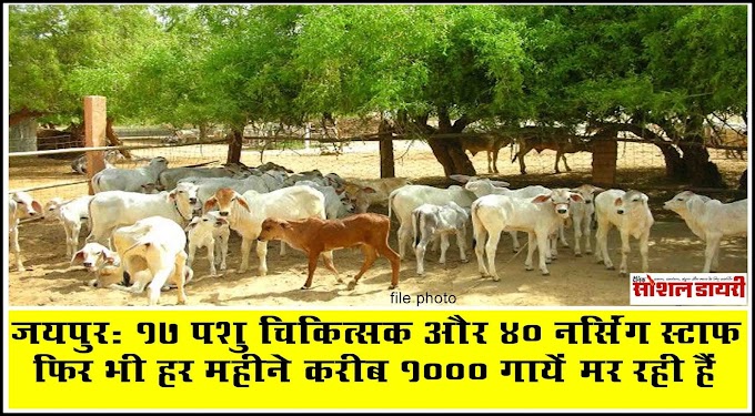 जयपुर की गोशाला में हर महीने मरती है हजार गाय