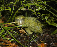 Kakapo. 