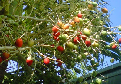 +Foto gambar biji pohon palem atau buah dari tanaman hias pohon palem sudah tua