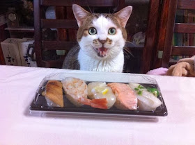 Funny cats - part 82 (40 pics + 10 gifs), cat photo, cat wants to eat sushi