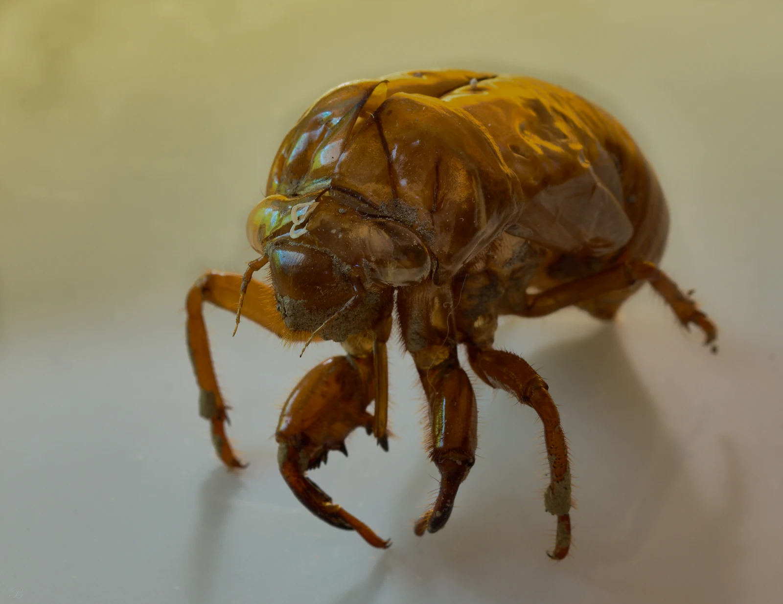 Cicada Exoskeletons are notorious for bright spots. I took this one inside to see what I could do with some live tethered shooting. I like how it turned out.