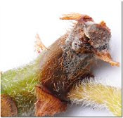 botrytis on begonia stem